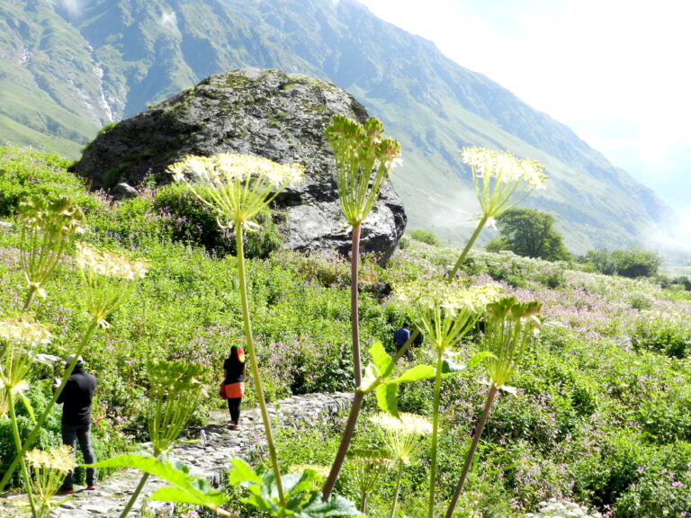 valley of flowers3