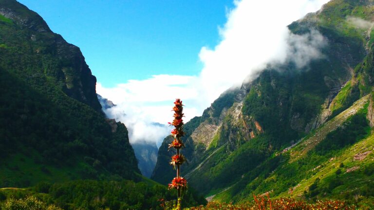 valley of flowers